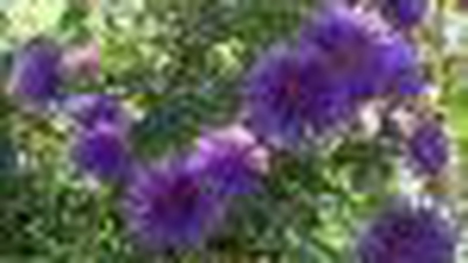Asters