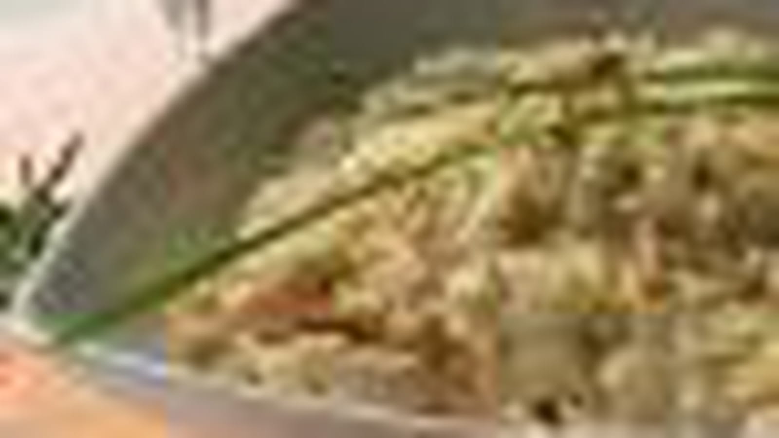 Saumon