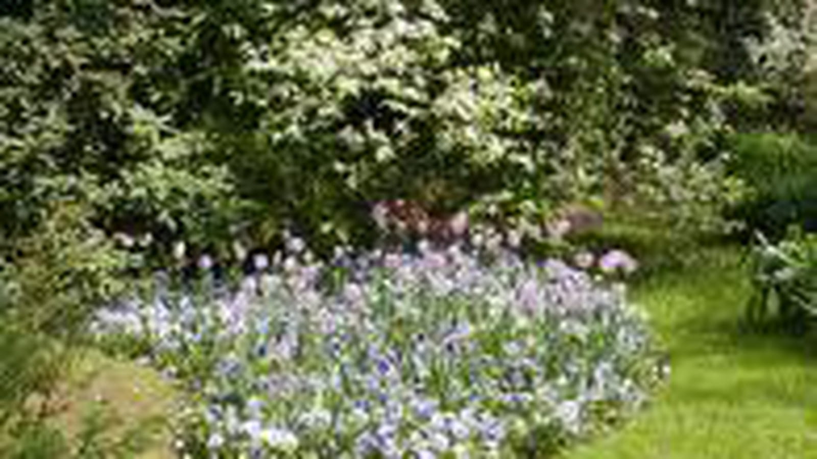 Parterre de fleurs