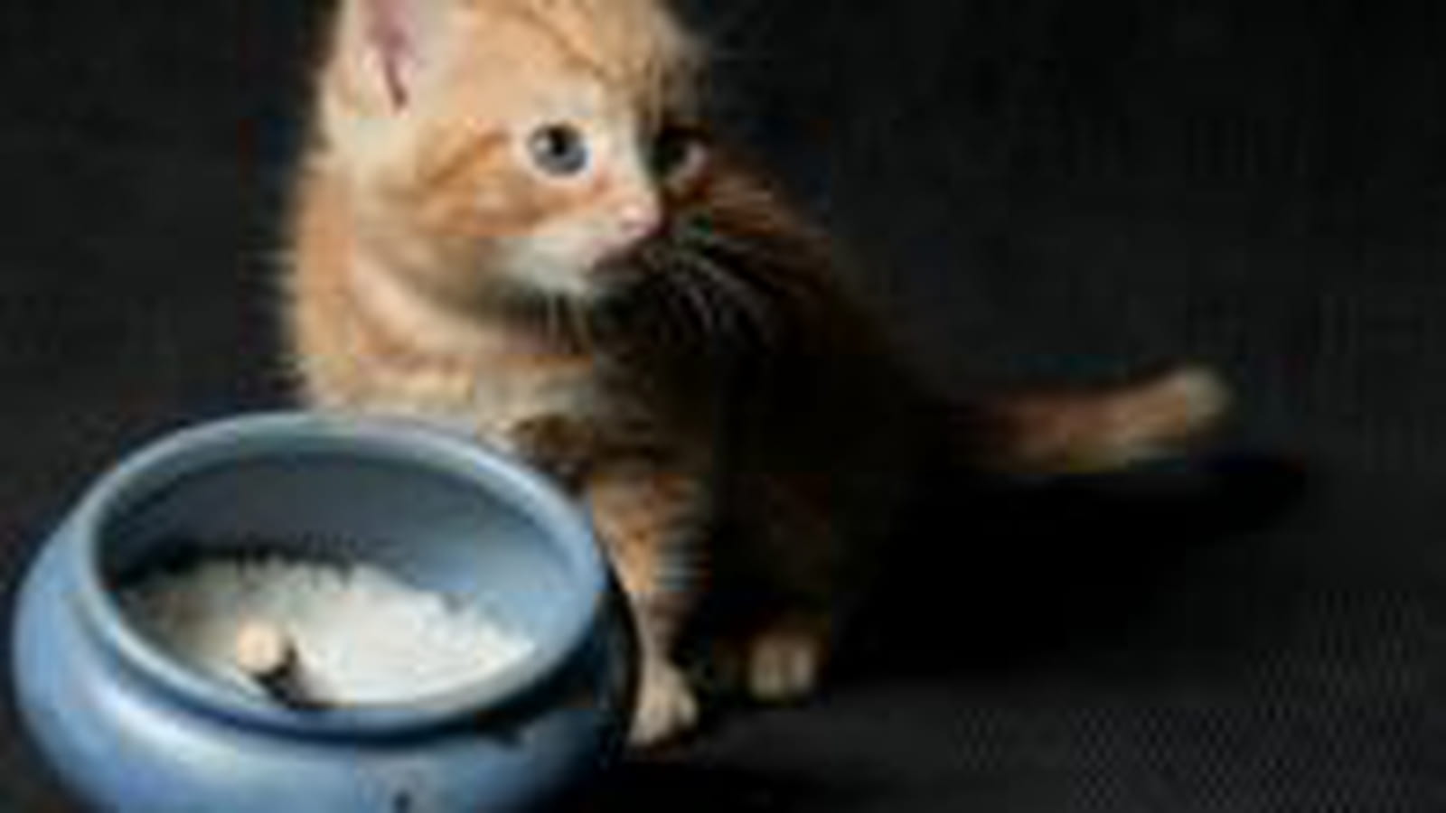 Chatons