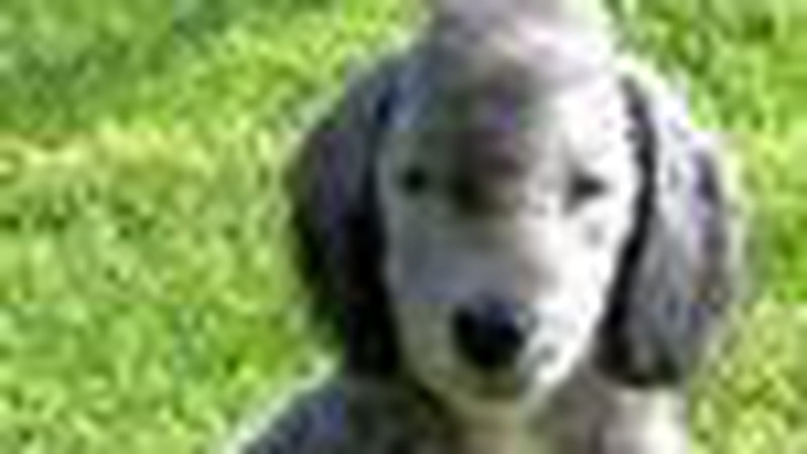 Le Bedlington terrier
