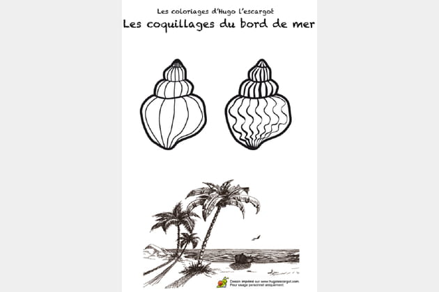 Ramasser Les Coquillages