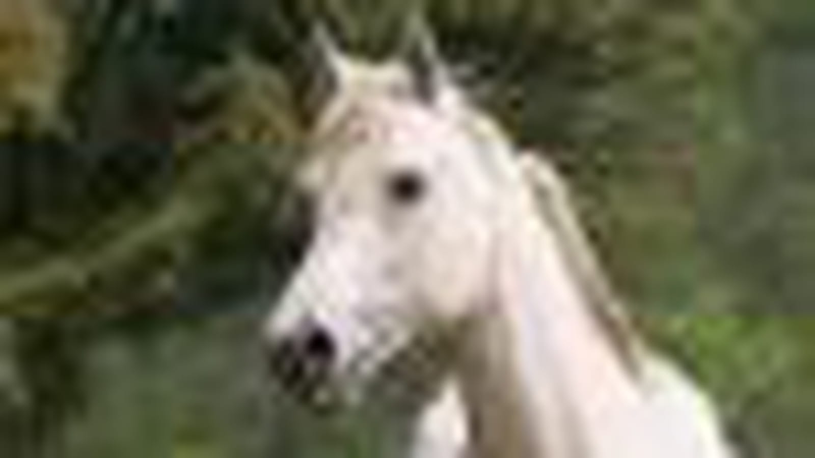 Beau cheval blanc