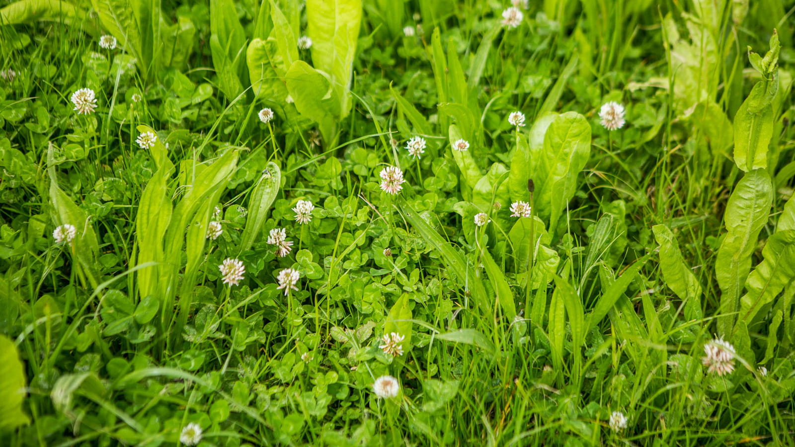 Mise à l'herbe