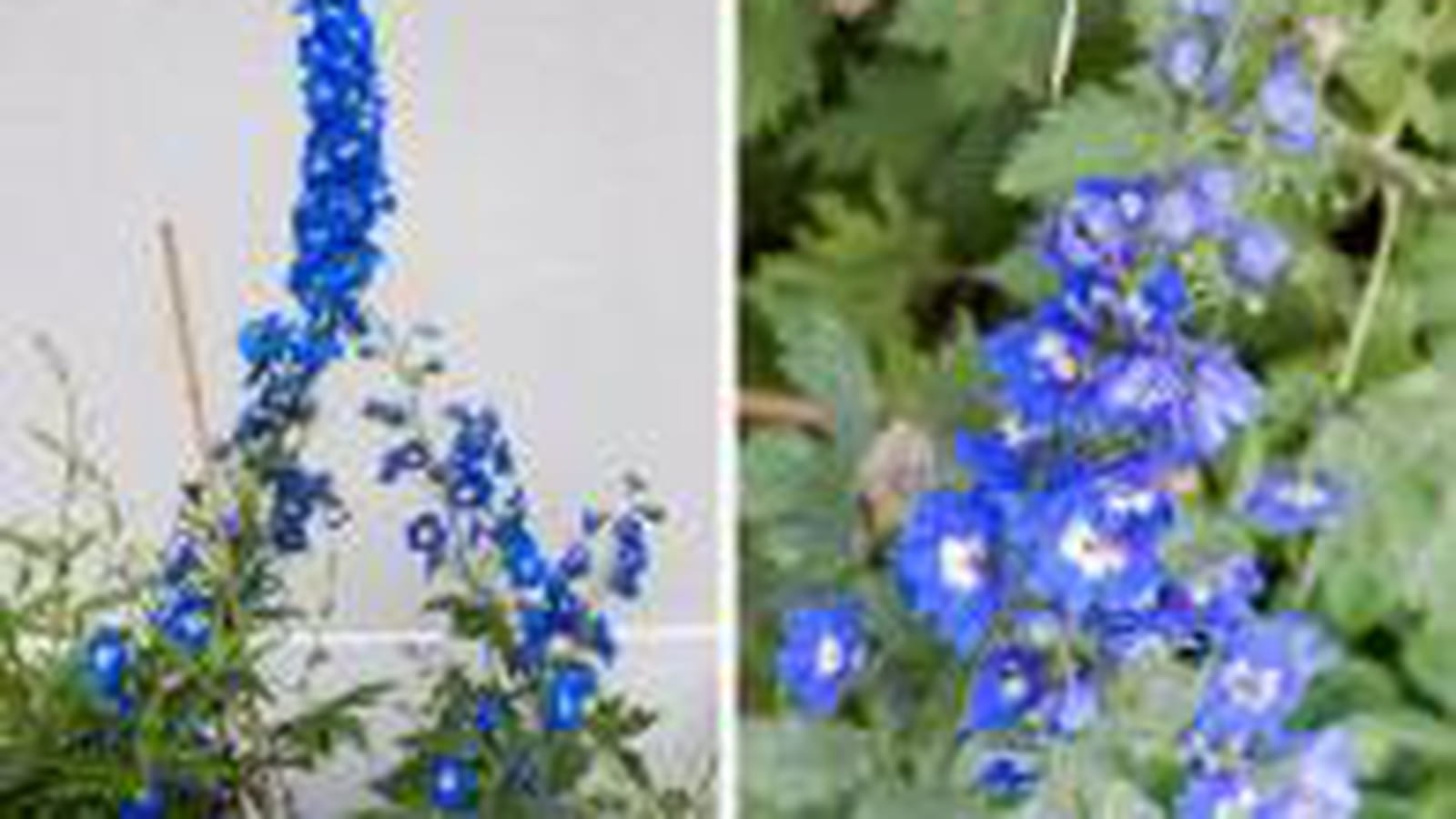 Delphinium