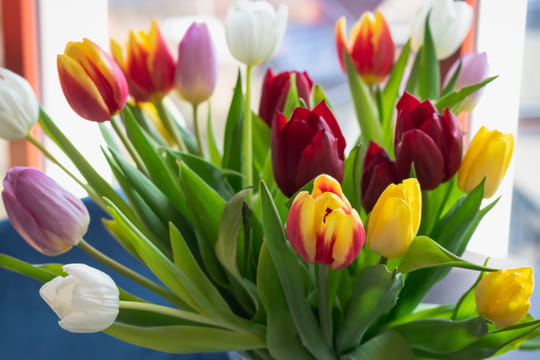 Les tulipes se conservent beaucoup plus longtemps quand on conna&icirc;t la r&egrave;gle d'or des fleuristes