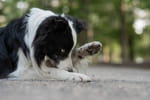 Un chien qui se lèche souvent les pattes cache un signal d'alerte que trop de maîtres sous-estiment