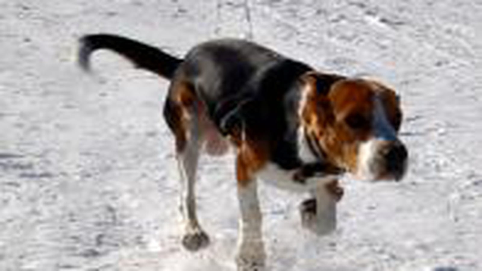 Sports d'hiver