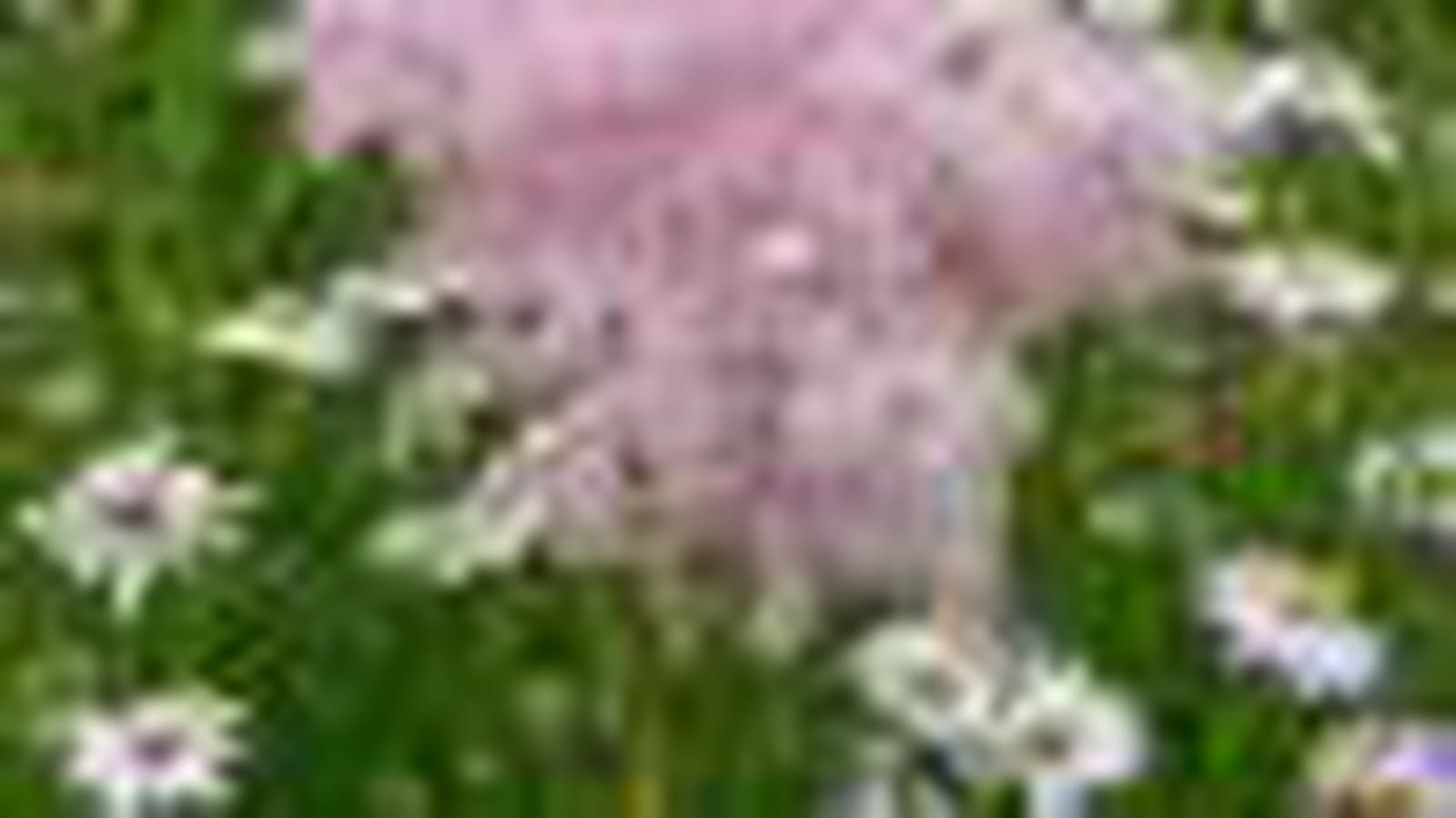 Filipendule rose