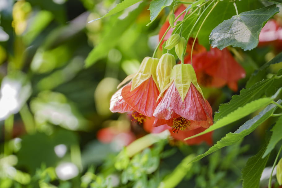 Abutilon
