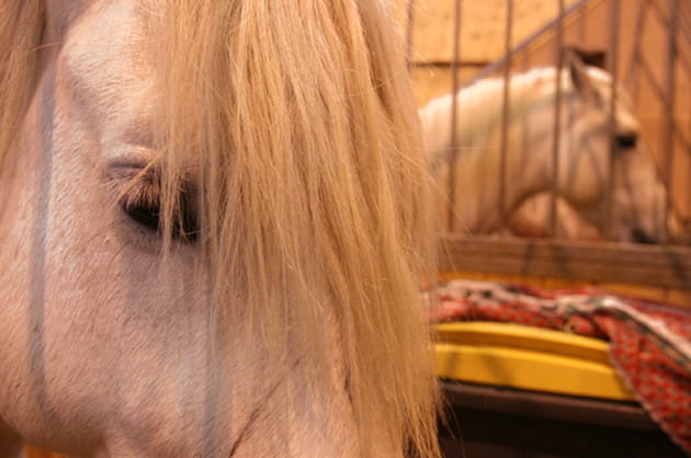 Le cheval blanc d'Henri IV