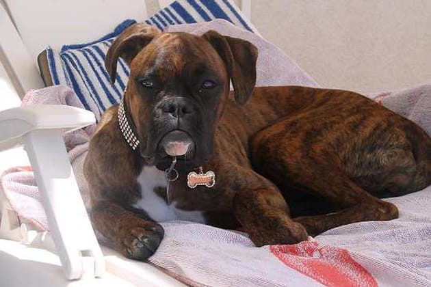 Chien de garde (de transat)