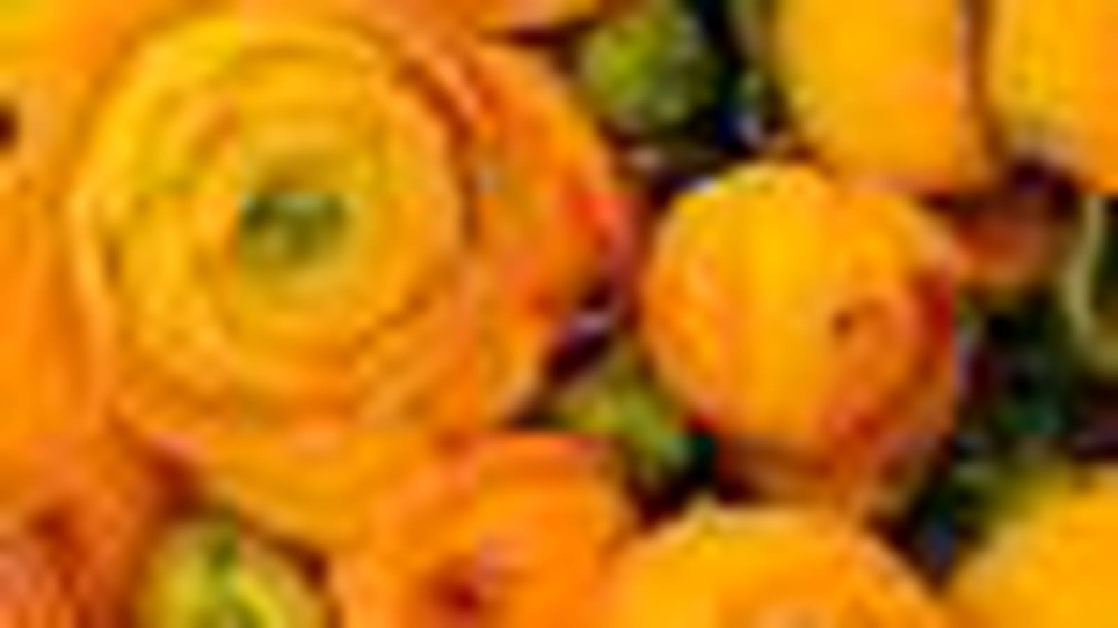 Bouquet de renoncules