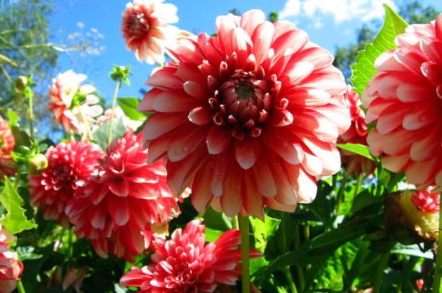 Les plus belles variétés de dahlia