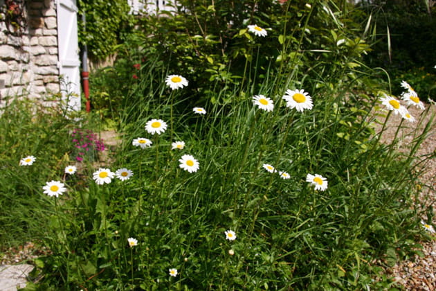 Des marguerites des champs