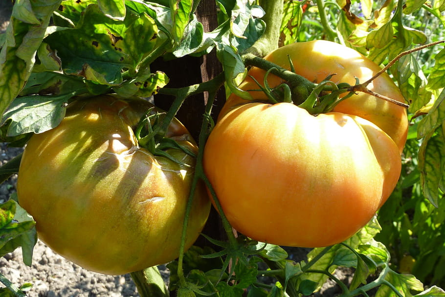 Que faire au potager en août ?