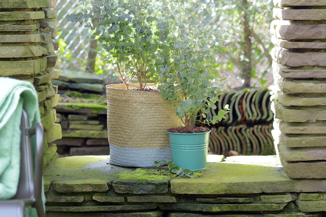 L’eucalyptus en pot