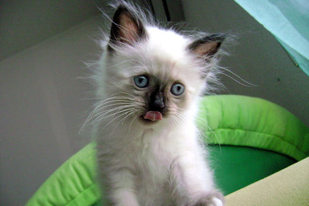 Elwenn, bo&icirc;te &agrave; ronrons