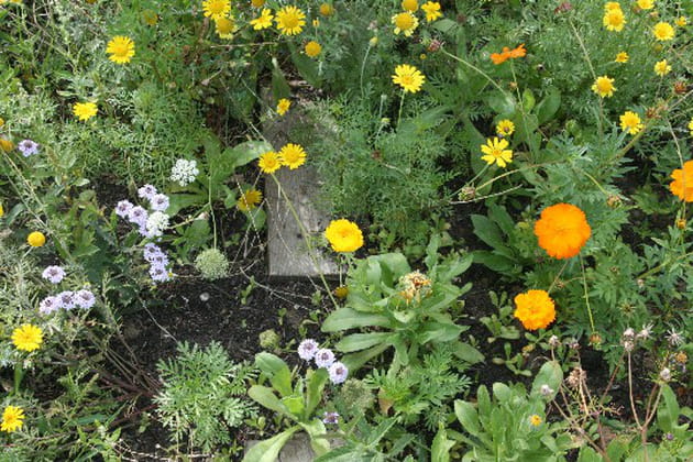 Pêle-mêle de fleurs