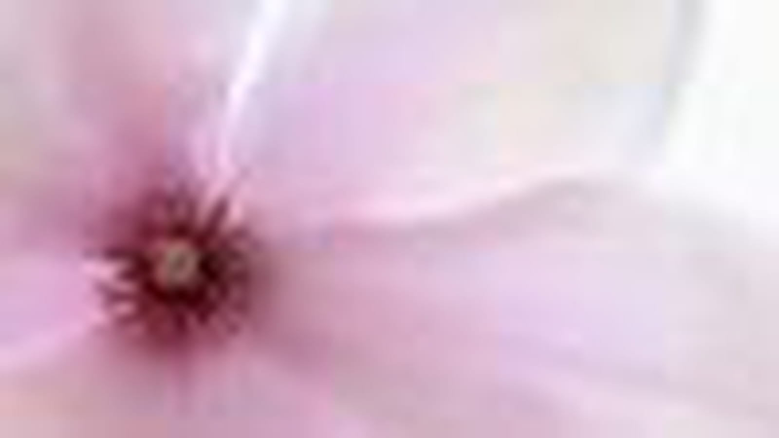 Fleur de magnolia