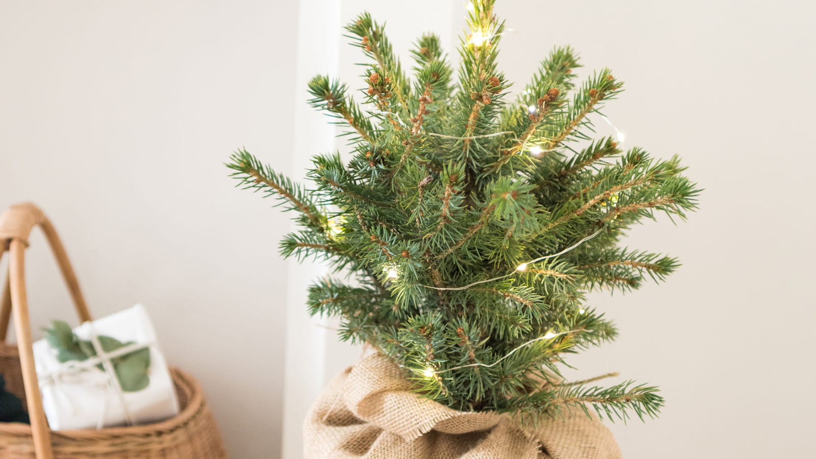 Sapin lumineux