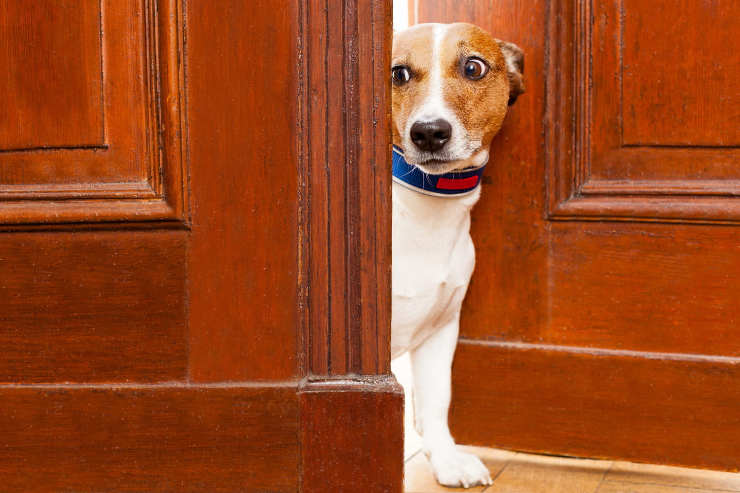 To protect your dog from fireworks, a trainer recommends not waiting until December 31 To protect your dog from fireworks, a trainer recommends not waiting until December 31