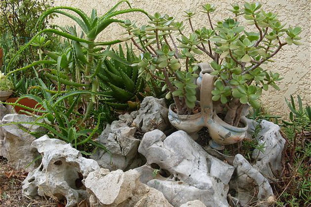 Un florilège de plantes succulentes