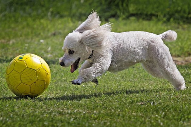 Une petite partie de foot
