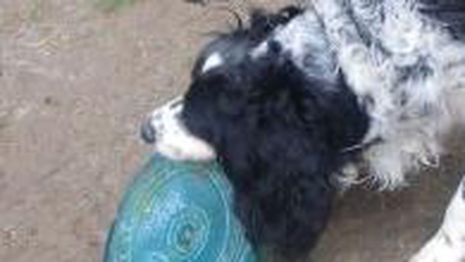 Frisbee