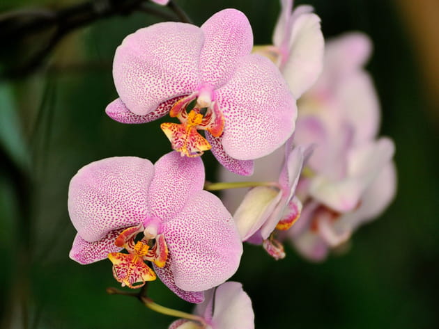 Phalaenopsis New Dimension