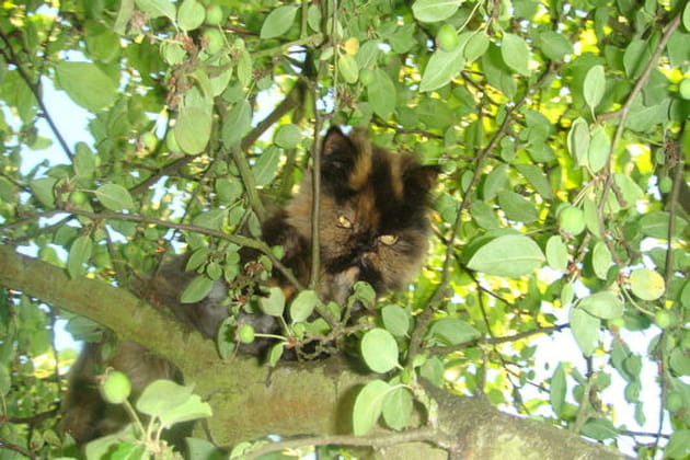 Chat perch&eacute;&nbsp;!