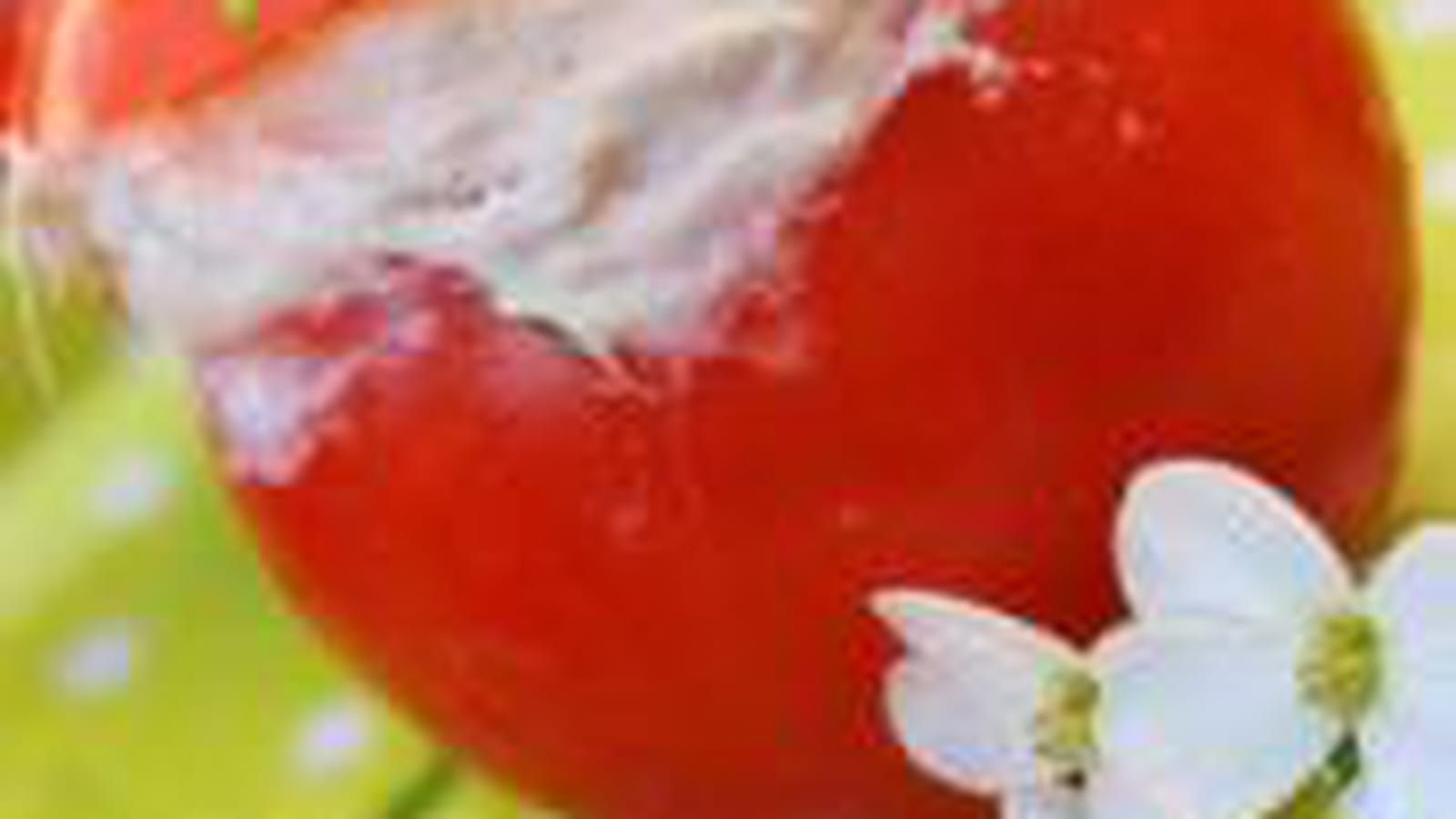 Tomates farcies au thon et mascarpone