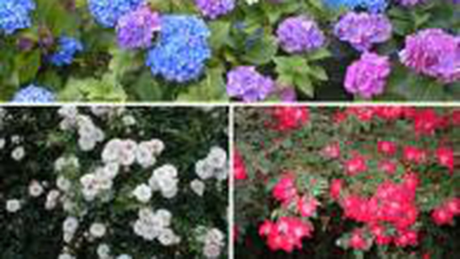 Fleurs
