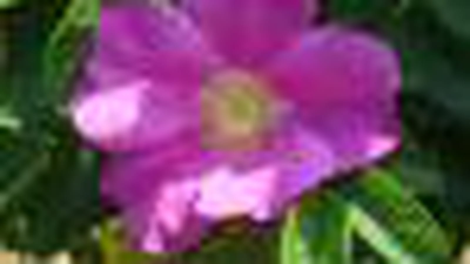 Rosa rugosa