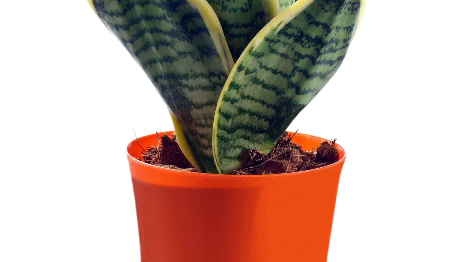Le sanseveria