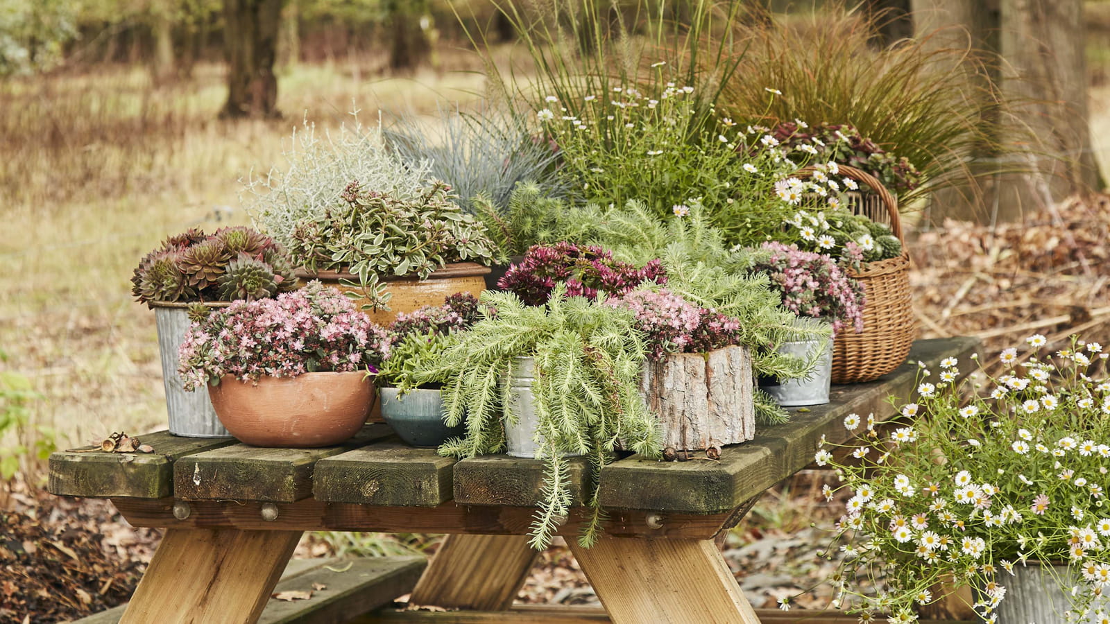 Fleurs d'automne 