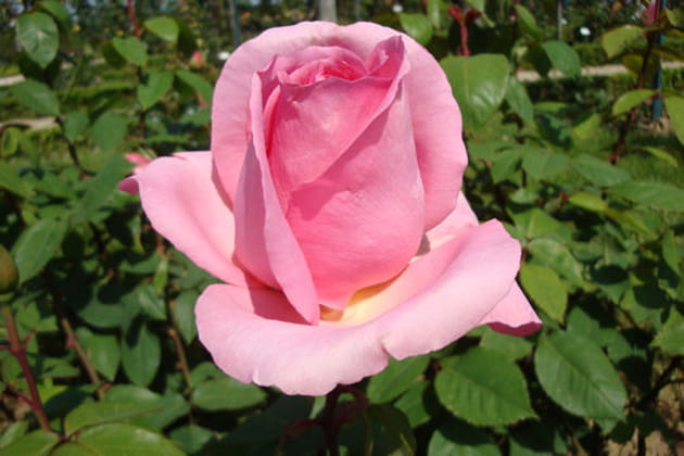 Un bouton en pleine &eacute;closion