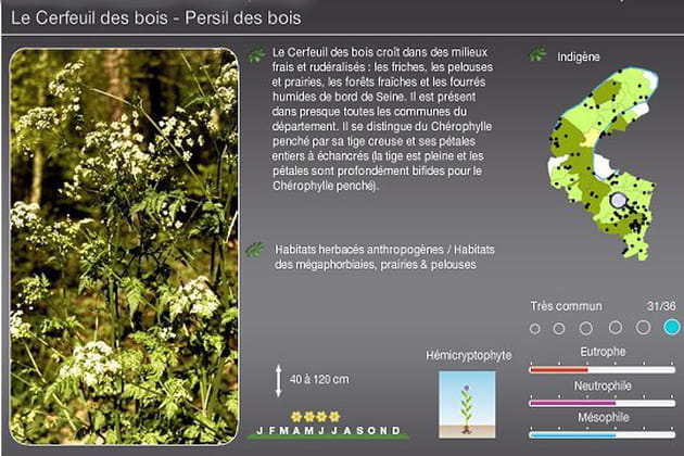 Anthriscus sylvestris