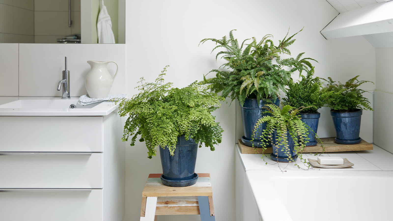 Adiantum