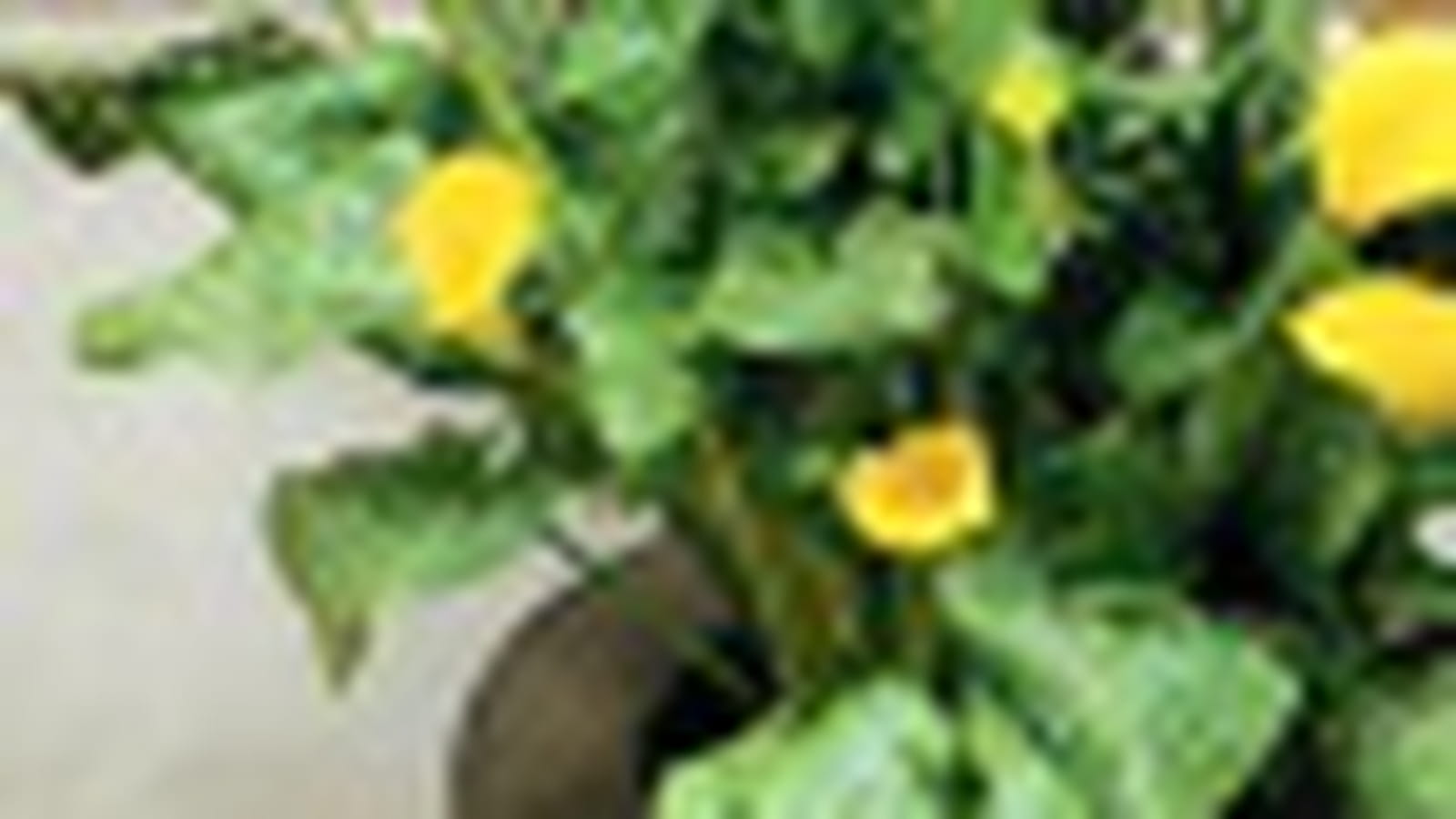 Zantesdeschia