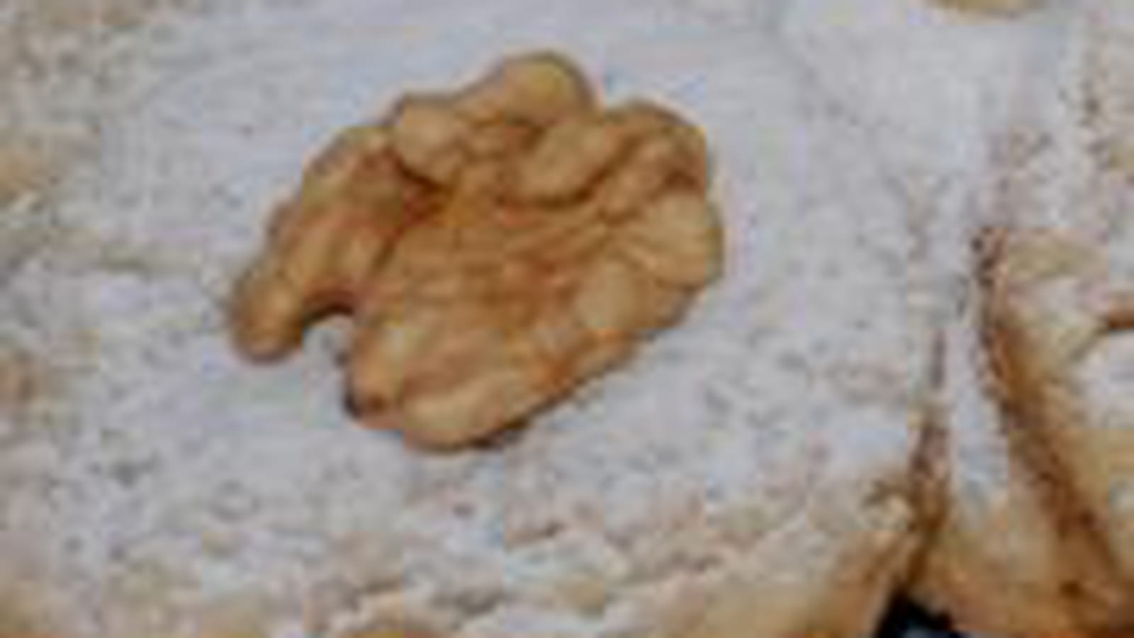 Sablés aux noix