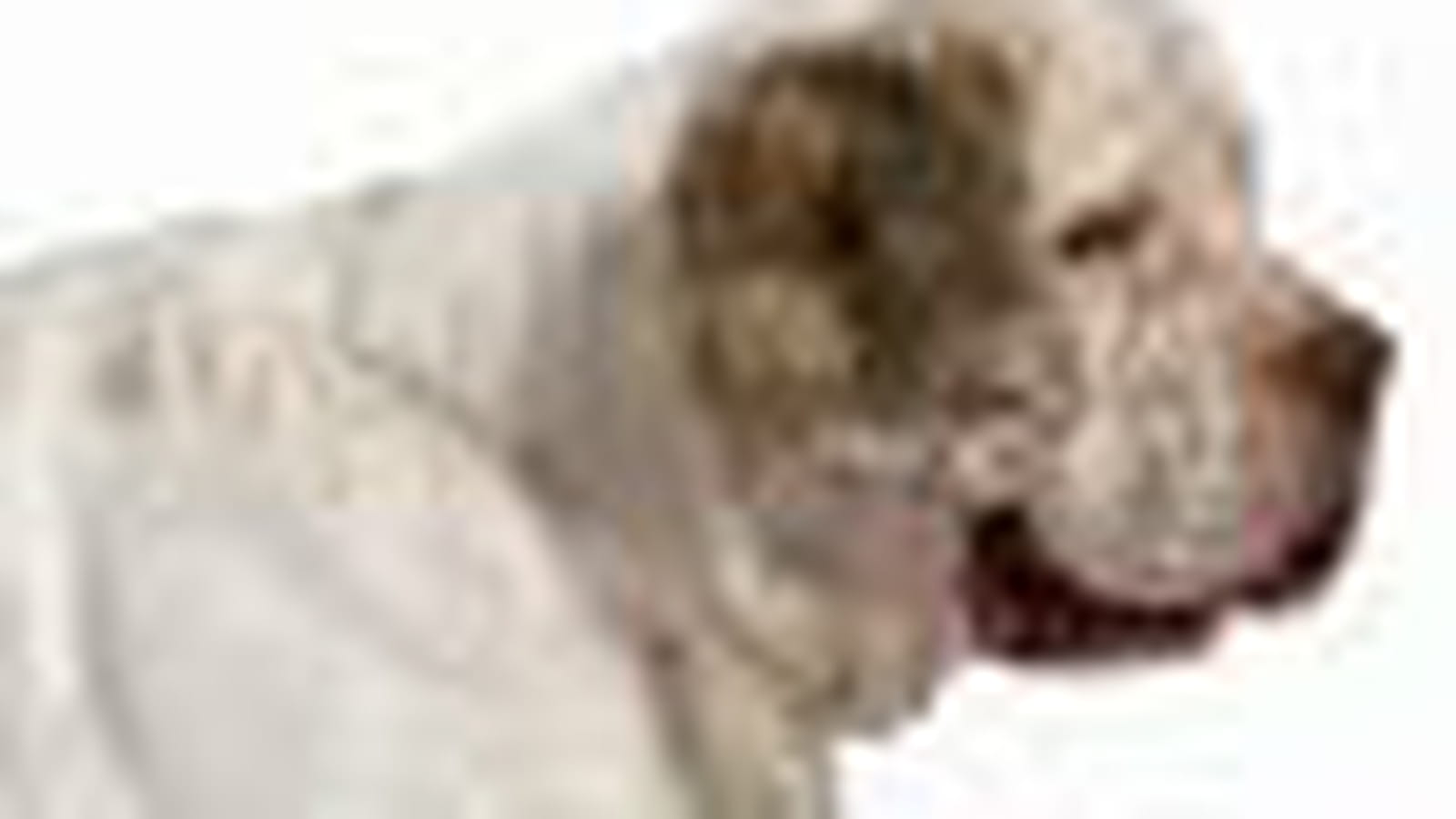 Clumber spaniel