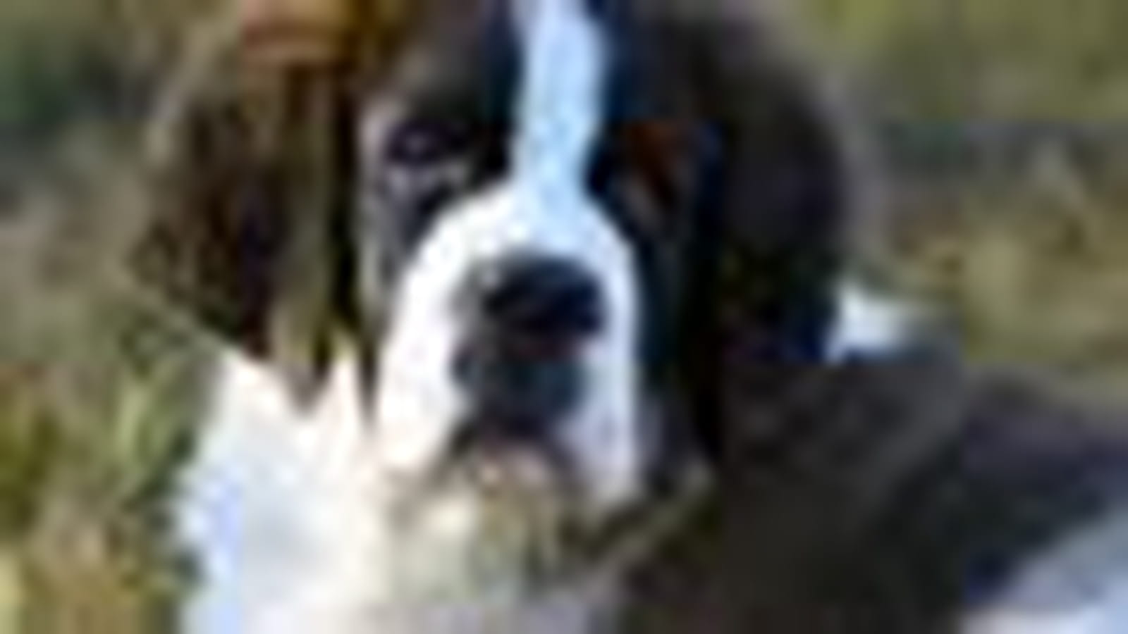 Saint-Bernard