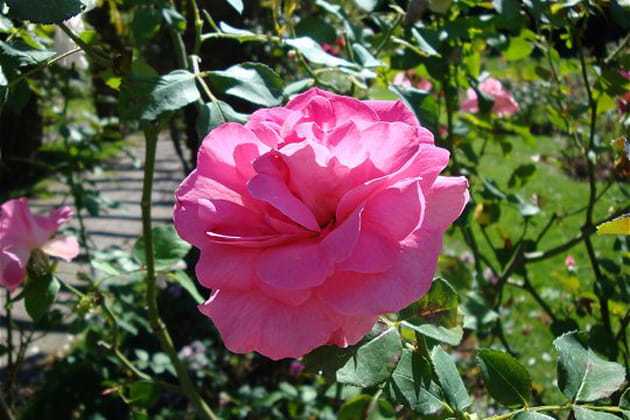 P&eacute;tales de roses