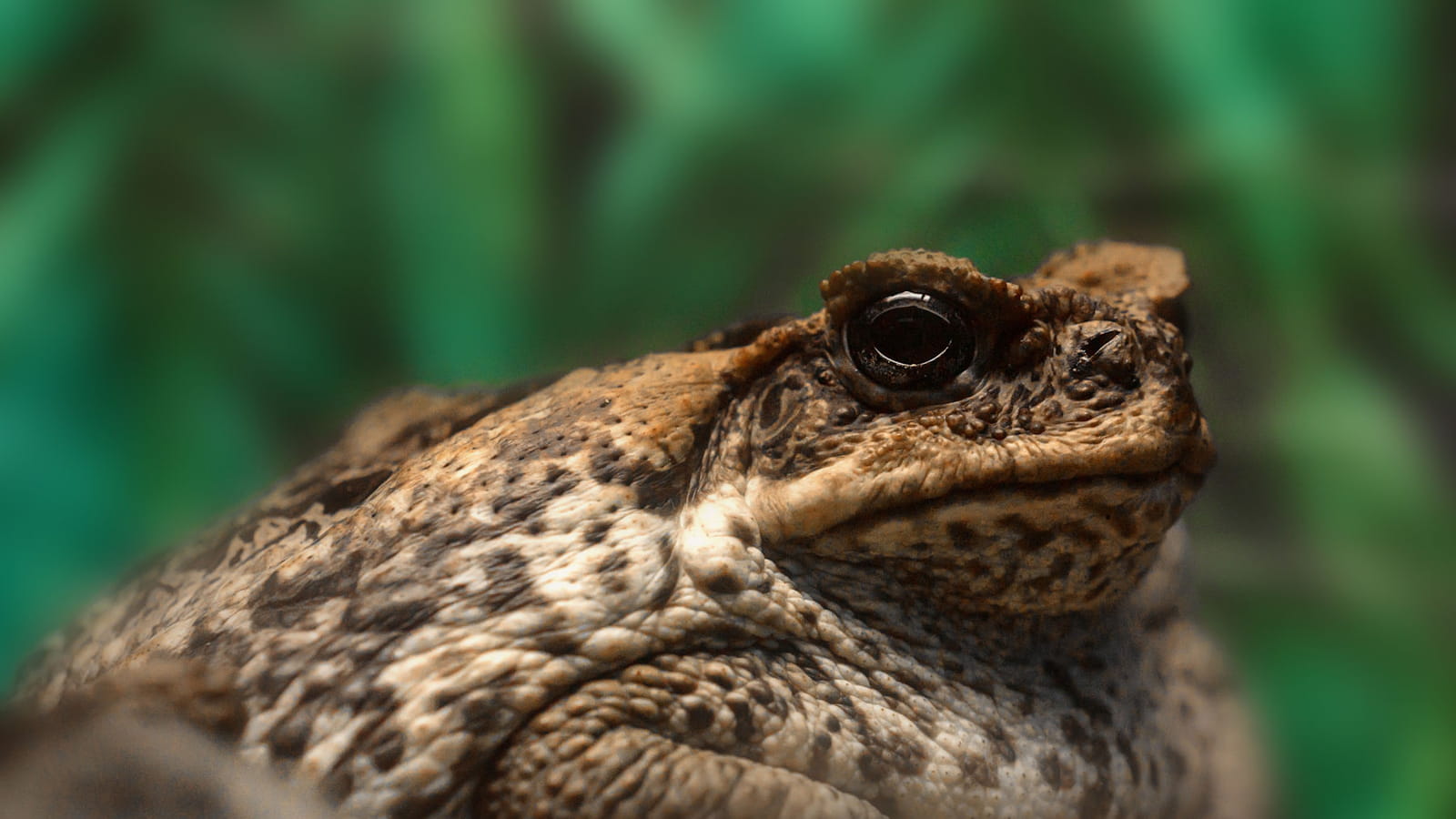 Le crapaud-bufle