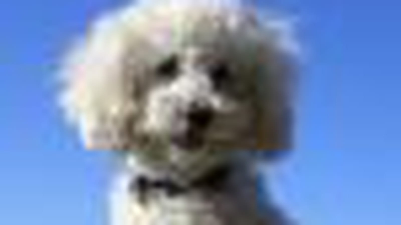 Caniche