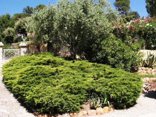 Oliviers et lauriers dans le Var