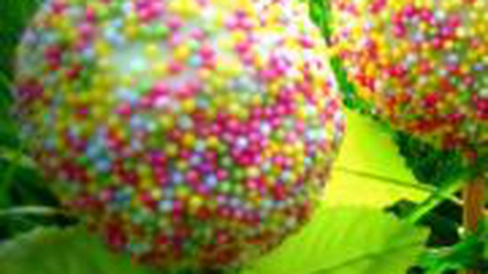 Cake pops printaniers