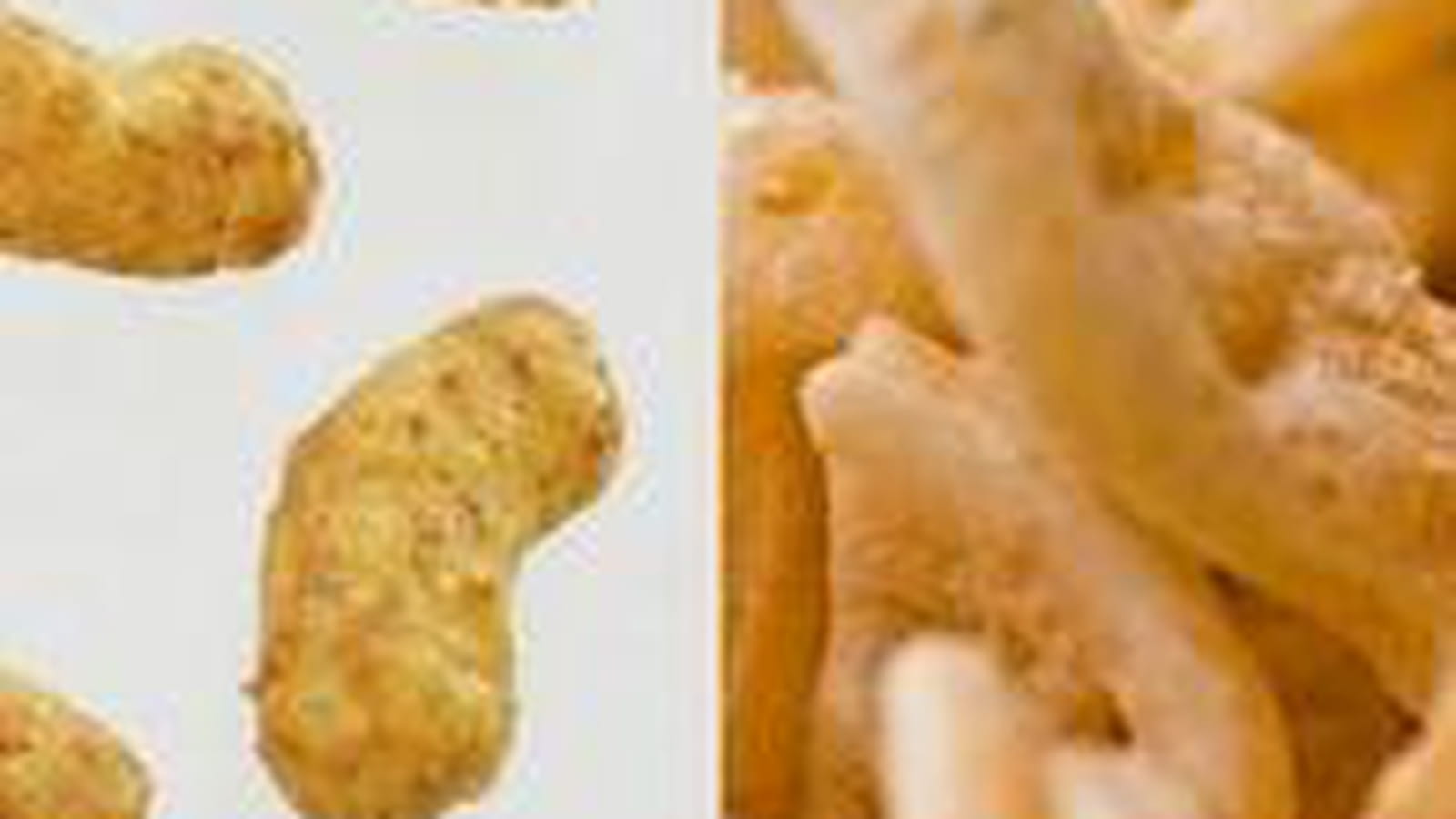 Curly contre Monster Munch