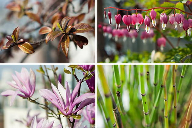 Arboretum de la terrasse